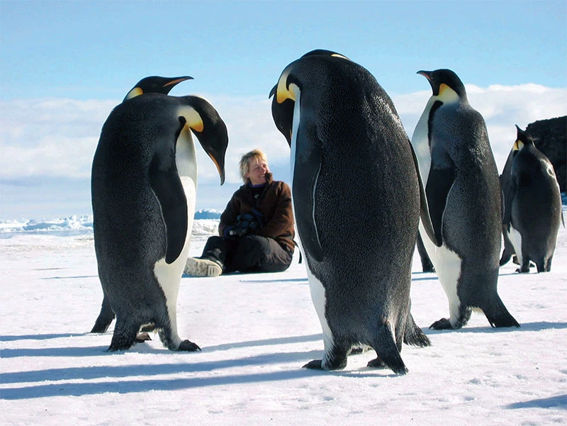 Will the Antarctic Go Green Again? Lessons from its Fossil History logo