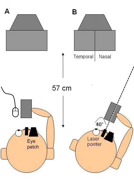 The role of the oculomotor system in visual attention and visual short-term memory logo