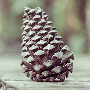 From ‘Do Not Touch’ signs to barriers: can we successfully provide access without compromising preservation principles? logo