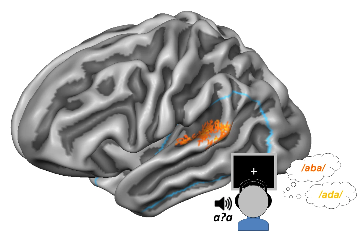 Adaptive auditory cortical coding of speech logo