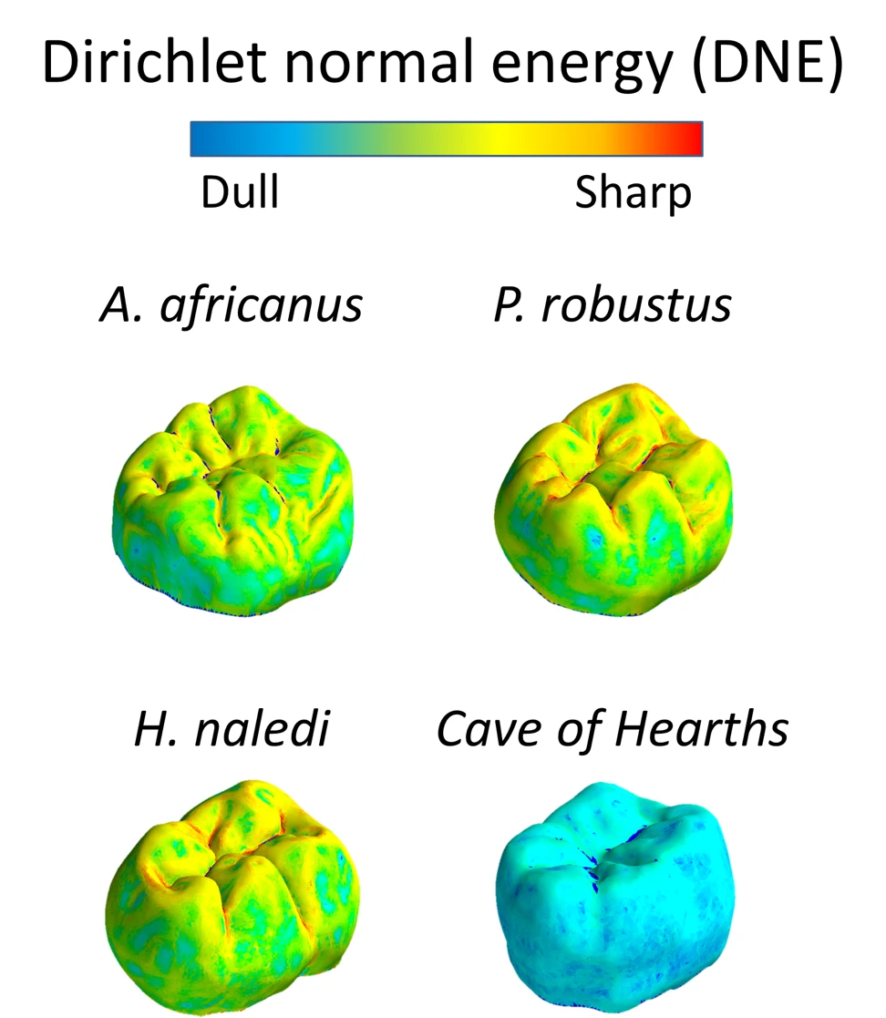 Anthropological engineering and hominin dietary ecology logo