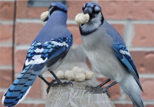 NMR Inspired Perspectives on Enzymology: The Role of Dimer Asymmetry and Protomer Dynamics in Enzyme Catalysis logo