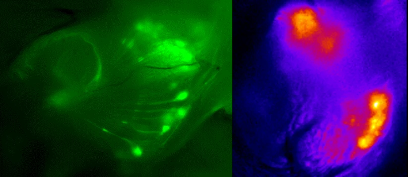 Opening Flies’ Ears and Head-Heart logo