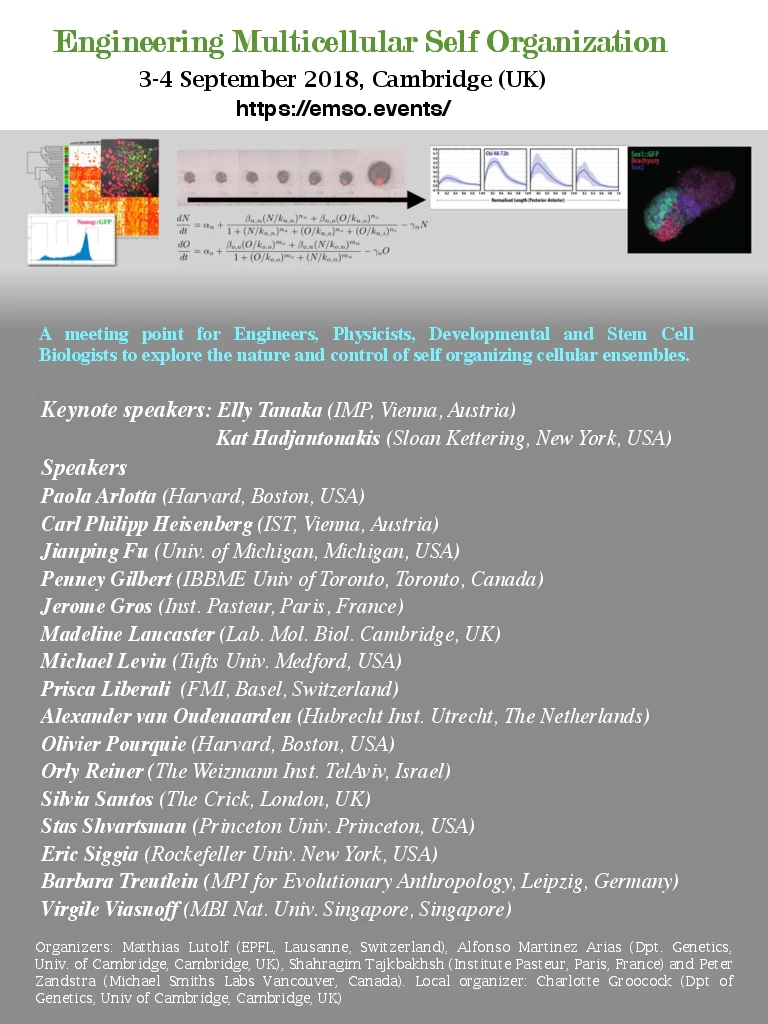 Engineering Multicellular Self-Organisation logo