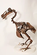 Discovery Talks: Dodo logo