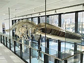 Moving a Museum logo