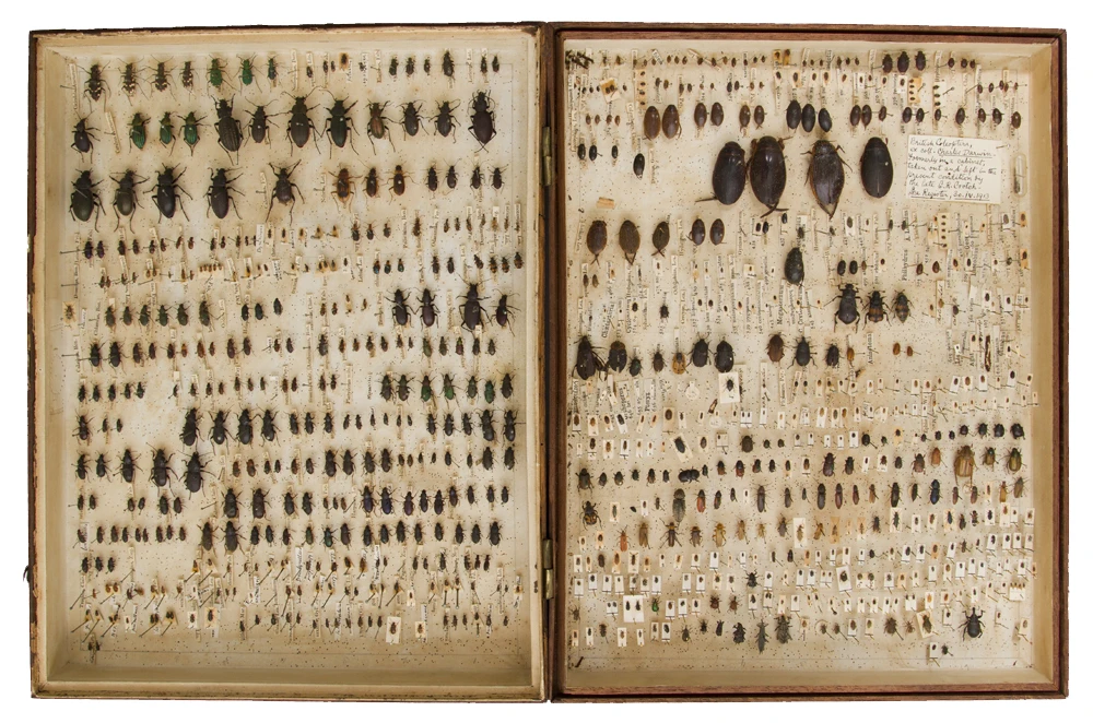 Beetle Collections of Leonard Jenyns and Charles Darwin logo