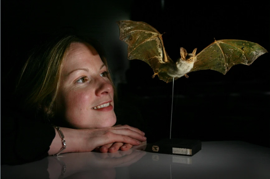 AGE IMMUNE: do bats hold the secret of extended longevity? logo