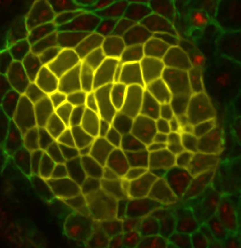 Dr Yara E Sanchez Corrales: How do cells form tubular organs? logo