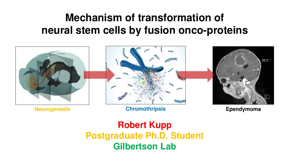 Mechanism of transformation of neural stem cells by fusion onco-proteins. logo
