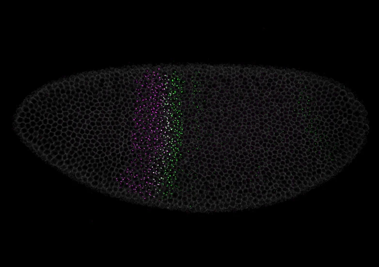 Communication between chromosomes: the evolution and function of long noncoding RNAs in the Hox complex logo