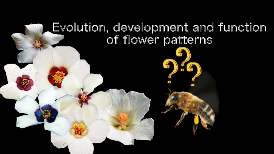 Evolution, development and function of flower patterns logo