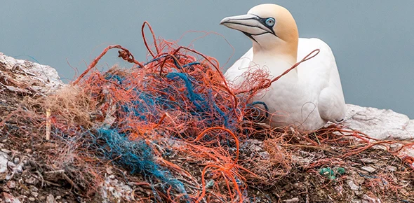 Polar Ocean: the dead end of plastic debris logo