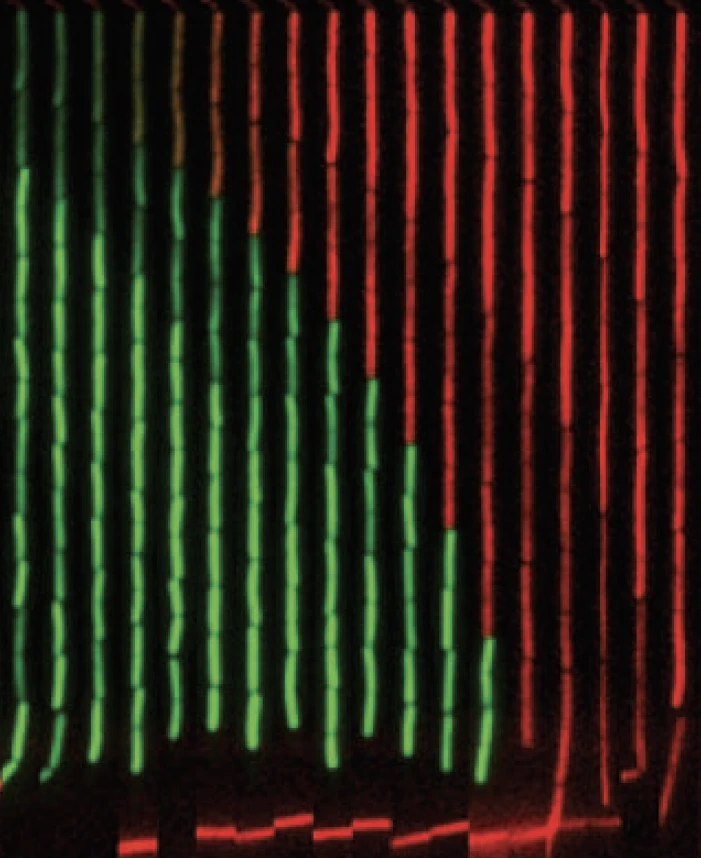  Time-Lapse Phenotyping in Complex Growth-conditions logo