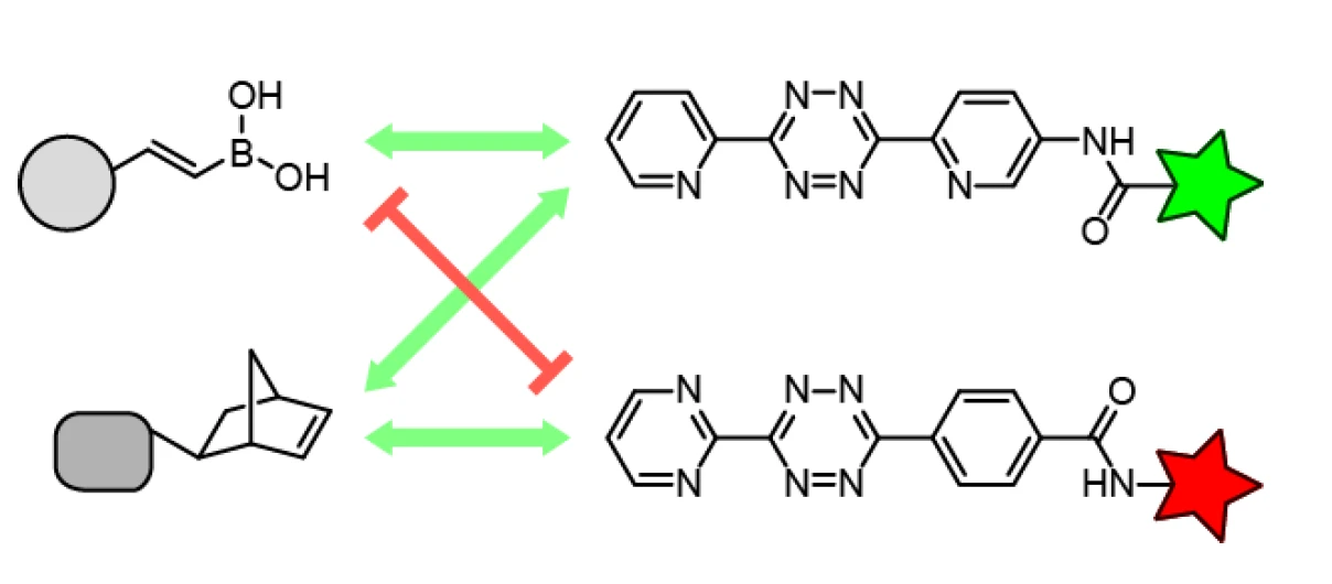Coordination-Assisted Bioorthogonal Chemistry: Bringing Orthogonality in the Tetrazine Ligation with (strained) alkenes logo