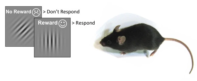 Visual selection in the mouse: behavioural and cortical mechanisms logo