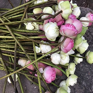 The fragrance of lotus: Archaeology and sensorial experimentation in Afghanistan caves 1960s – 1980s logo