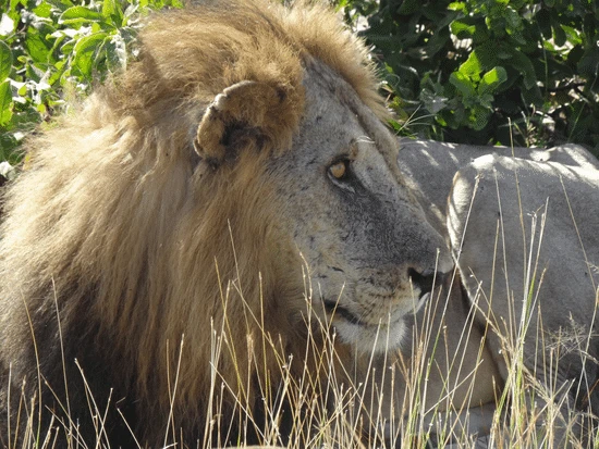 Money, myths and man-eaters logo