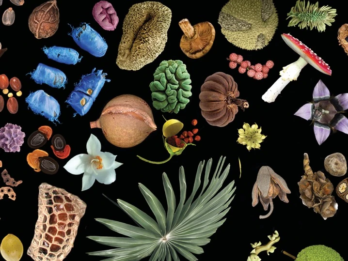 Exploring underutilised plants and fungi from Colombia to boost its bioeconomy logo