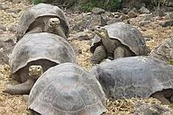 Floreana: Rebirth of an island in the Galapagos logo