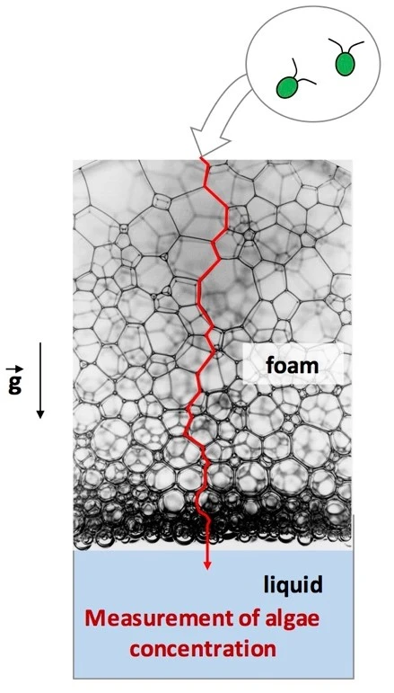 Active trapping of microswimmers in a foam logo