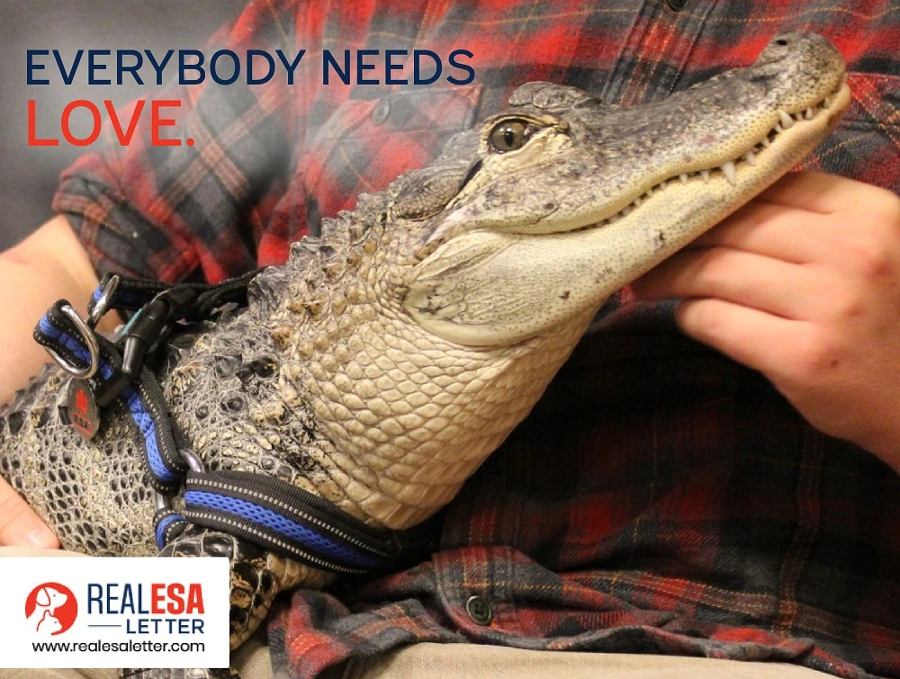 Why Alligators do not Make Good ESAs? logo