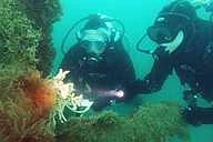 CANCELLED - Seasearch logo