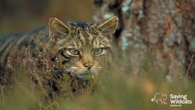 Saving Wildcats: the reinforcement of wildcats in Scotland logo