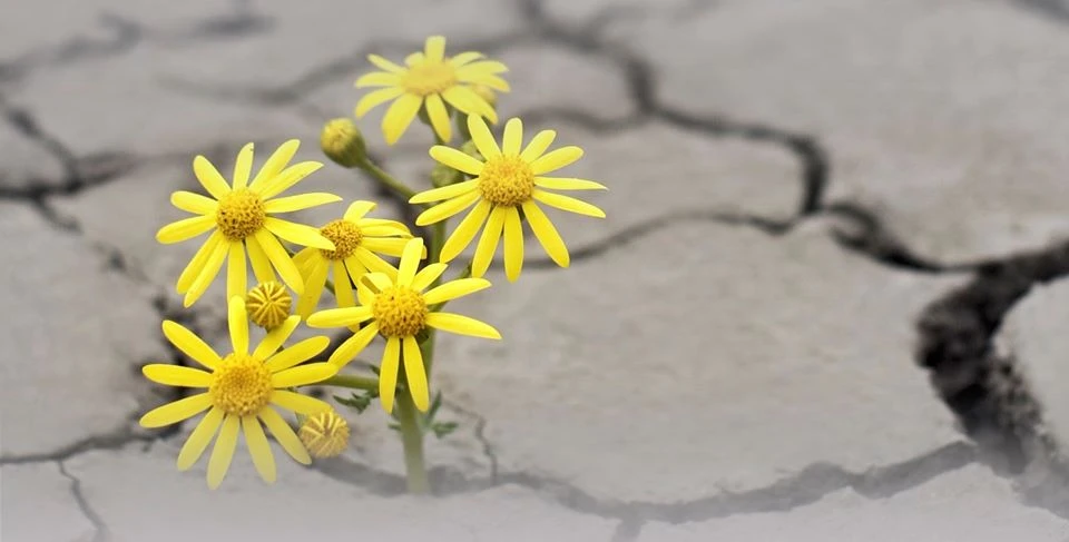 A New Vision Course logo