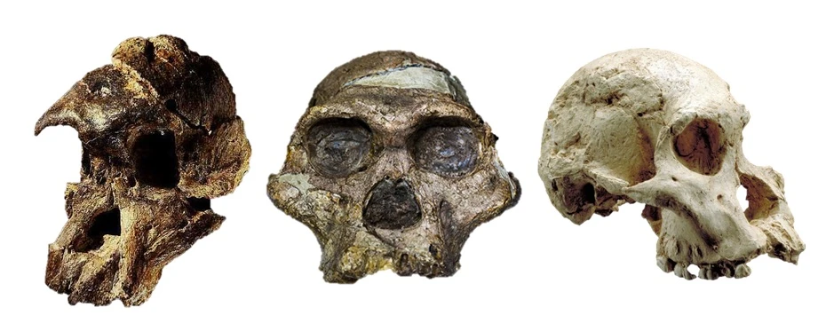 Australopithecus from Sterkfontein Caves (South Africa): An evolutionary species? logo