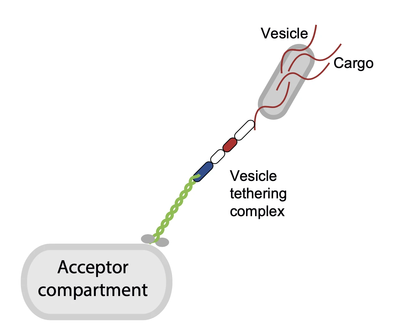 Mechanisms of protein transport in eukaryotic cells logo