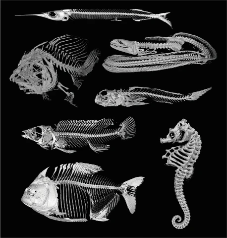 Evolution and development of vertebral regionalization in fishes logo