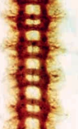 Functional redundancy of Drosophila melanogaster SoxB proteins in central nervous system development logo