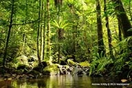 A Trillion Trees - A trillion reasons to thrive! logo