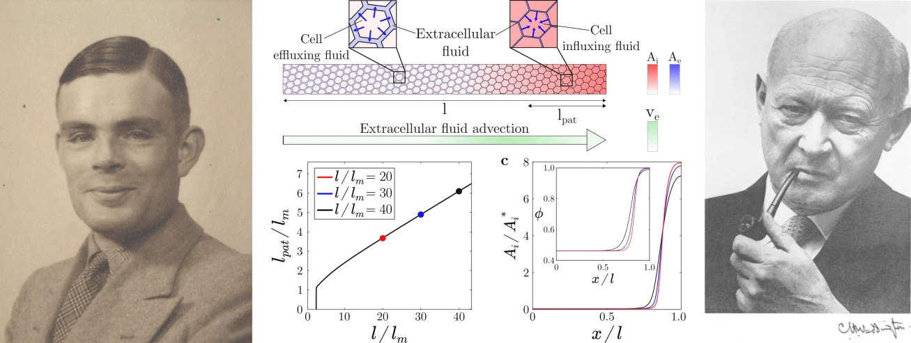 When Turing meets Waddington: Theory of mechanochemical patterning in biphasic biological tissues logo