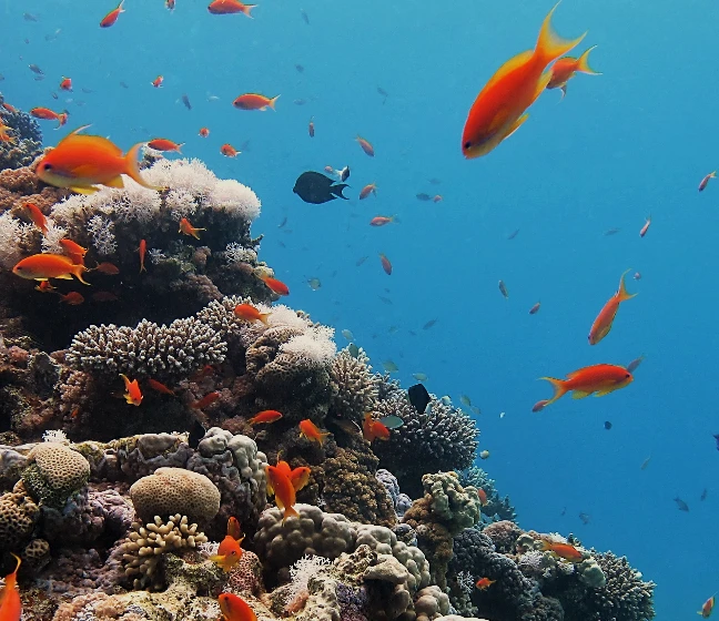 The impact of climate-induced habitat loss on coral reef fishes in the Red Sea logo