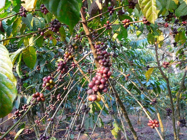 The Angolan Coffee Frontier, 1820-1920 logo