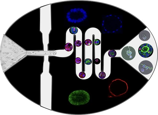 Biochemistry Friday Seminar - Hollfelder Group "From Methods to Models for Cell Biology: Cells in Gels”  logo