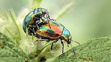 Photographing the Wonders of the Insect World logo