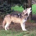 Using Sound to Study the Behaviour of Wild Wolves, Coyotes and Jackals logo