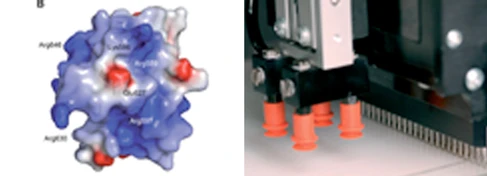 Influenza, robots and libraries: Understanding the influenza polymerase via directed evolution and structural biology logo
