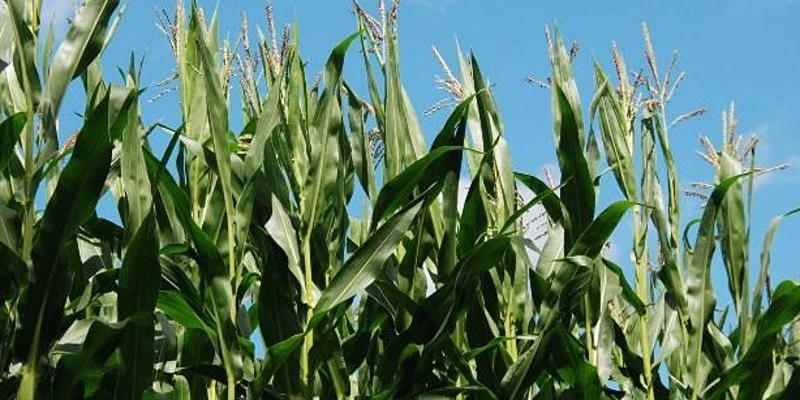 Maize: Examining narratives of Food Extinction  logo