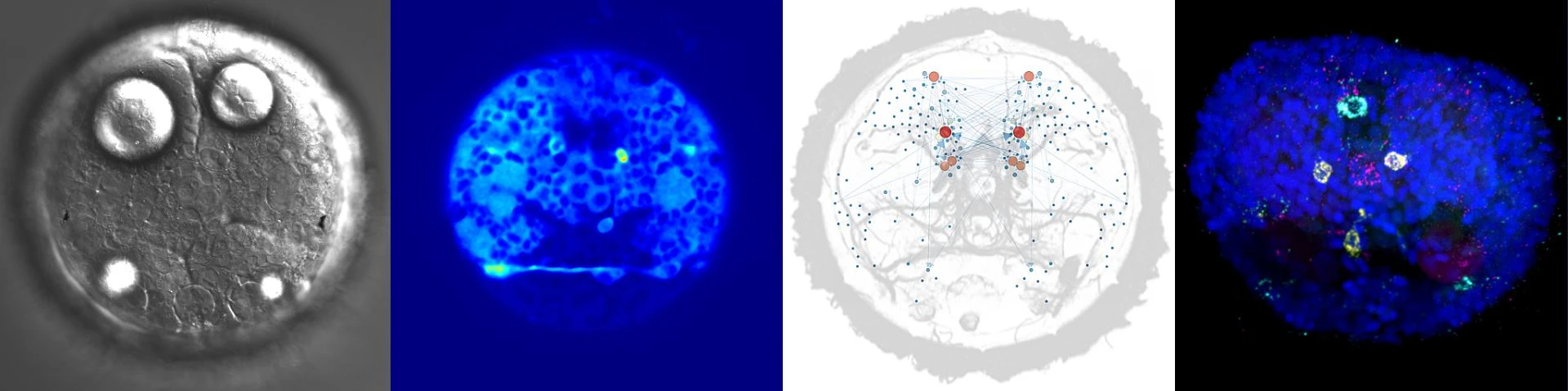 Environment-neuroendocrine interactions regulating larval settlement in the marine worm Platynereis logo