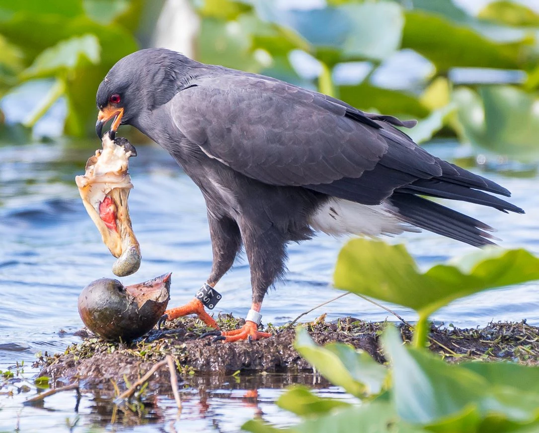 The dynamics of predators in a novel world logo