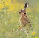 22 years of Demonstration and Research for Nature-friendly Farming logo