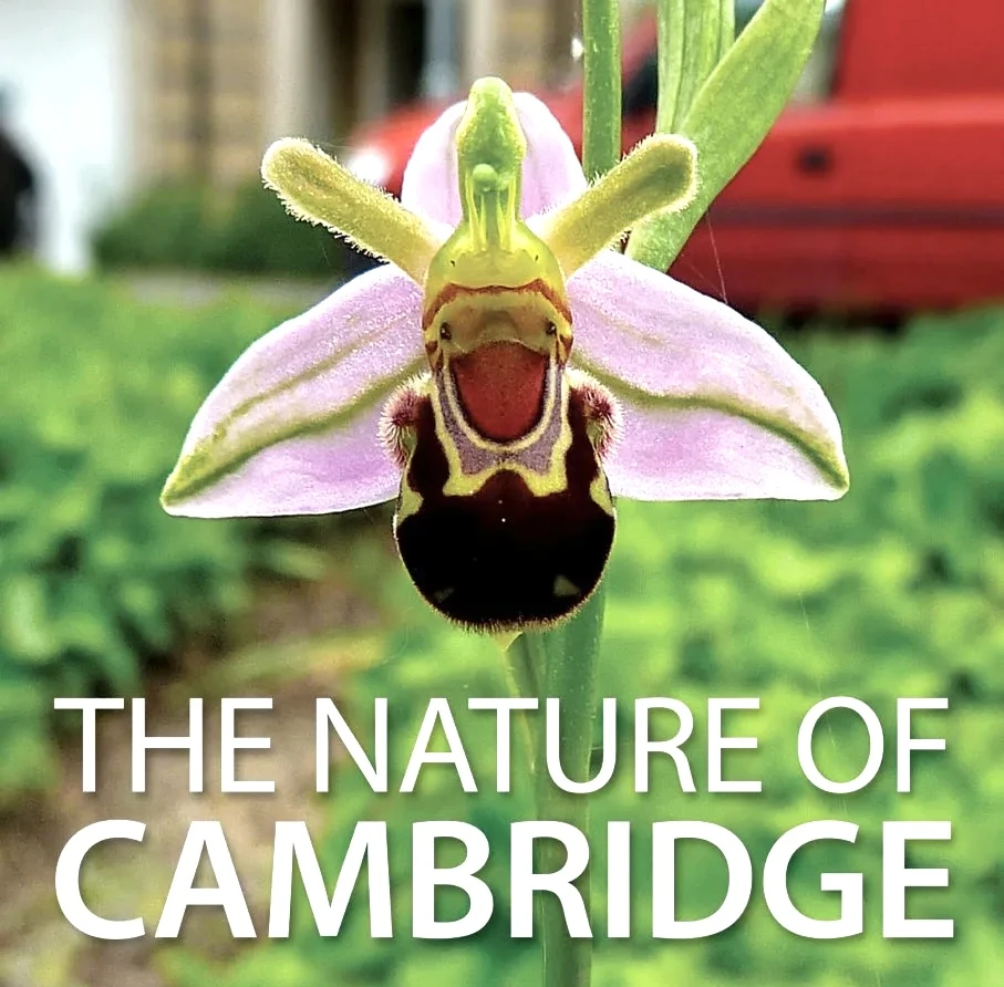 The Nature of Cambridge logo