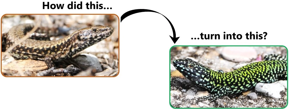 The evolution of a sexually selected syndrome in Mediterranean wall lizards logo