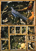 500 Years of Exhibiting Biodiversity: from cabinets of curiosity to interpreting today´s extinction crisis logo