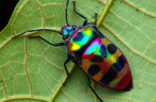 Evolution by Design? Re-Evaluating the Darwin-Gray Exchange on the Compatibility of Purpose and Evolution logo