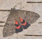Moths logo